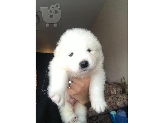 όμορφα υγιή Samoyed κουτάβια